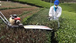 Tea Pruning Machine